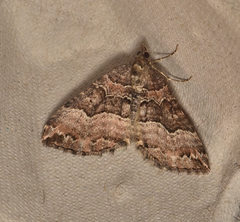 Chrysolarentia
