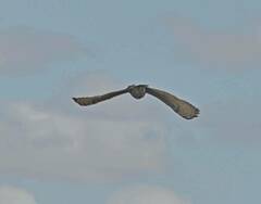 Bubo bubo