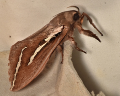 Abantiades latipennis