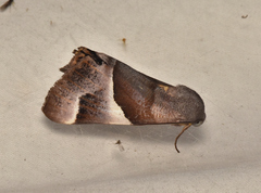 Niceteria macrocosma