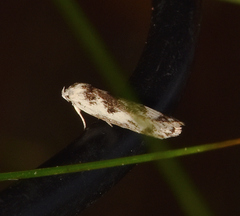 Palimmeces variegata
