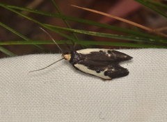 Cosmaresta placochorda