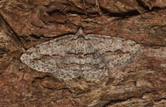 Didymoctenia exsuperata