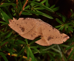 Onycodes traumataria