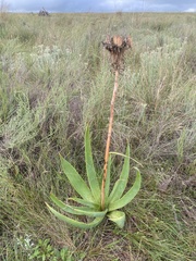 Aloe ecklonis