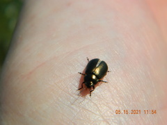 Chrysolina marginata