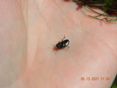 Chrysolina marginata