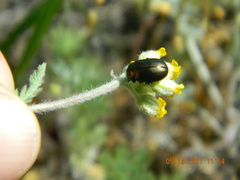 Chrysolina marginata