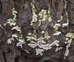 Skeletocutis amorpha