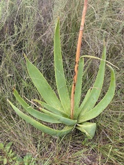 Aloe ecklonis
