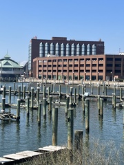 Pelecanus occidentalis