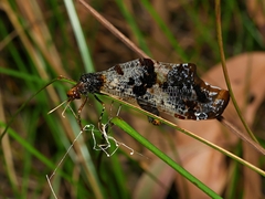 Periclystus circuiter