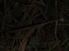 Tenodera australasiae