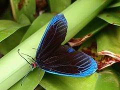 Pompelon marginata
