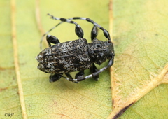 Aegomorphus clavipes