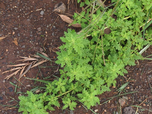 Dysphania carinata observed 2023-02-20