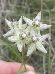 Asclepias gibba