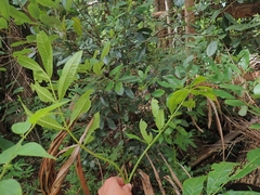 Hibiscus heterophyllus