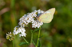 Colias myrmidone