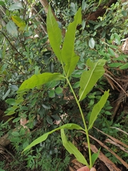 Hibiscus heterophyllus