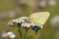 Colias myrmidone