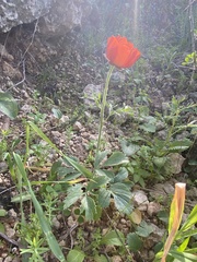 Ranunculus asiaticus