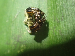 Arkys speechleyi