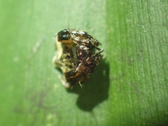 Arkys speechleyi