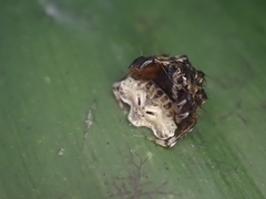 Arkys speechleyi