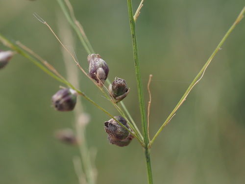 Conidiosporomyces ayresii