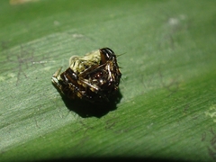 Arkys speechleyi