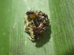 Arkys speechleyi