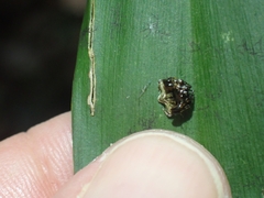 Arkys speechleyi