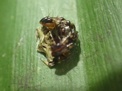 Arkys speechleyi