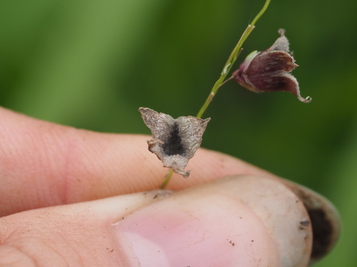 Conidiosporomyces ayresii