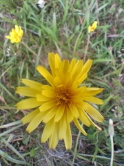 Microseris lanceolata