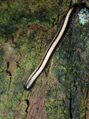 Spirobolellus immigrans