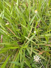 Microseris lanceolata