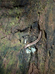 Spirobolellus immigrans