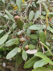Sarcolaena oblongifolia