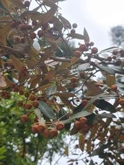 Sarcolaena oblongifolia