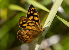 Heteronympha paradelpha