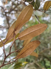 Sarcolaena oblongifolia