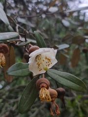 Sarcolaena oblongifolia
