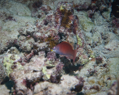 Pseudocheilinus evanidus