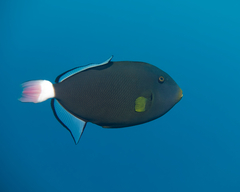 Melichthys vidua