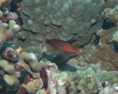 Pseudocheilinus octotaenia