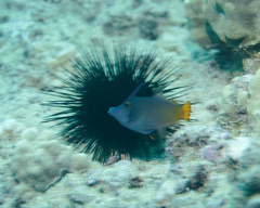 Pervagor aspricaudus