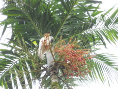 Cacatua galerita
