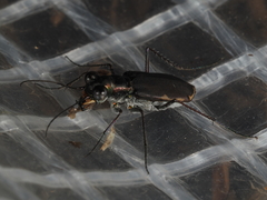 Myriochila semicincta